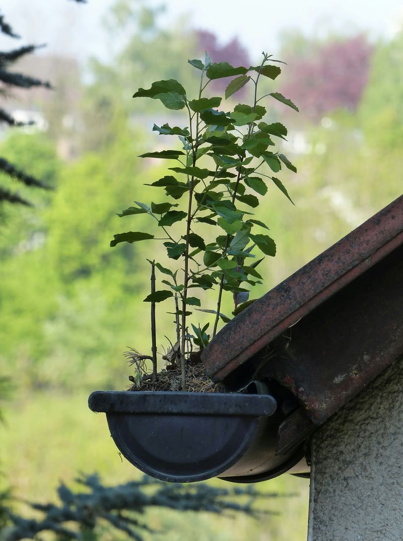 Roof Revivers guide to safely DIY cleaning your gutters.