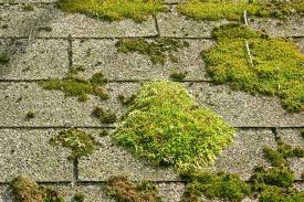 roof stain caused by algae